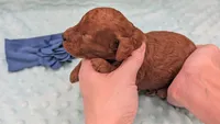 Caleb 🩵, a male Poodle - Miniature  for sale in Meta, MO – 2 of 10