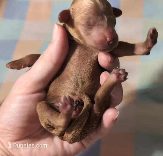 Rex 🦖 – Poodle - Miniature  puppy for sale in Meta, MO