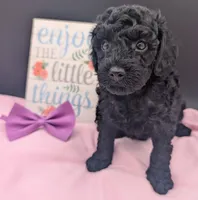 Sarabi 💜, a female Poodle - Miniature  for sale in Meta, MO – 3 of 10