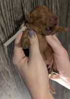 Mohawk 🩶, a male Poodle - Miniature  for sale in Meta, MO – 4 of 10