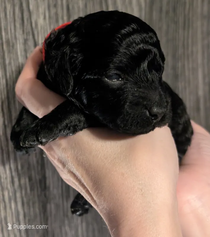 Simba ❤️ – Poodle - Miniature  puppy for sale in Meta, MO