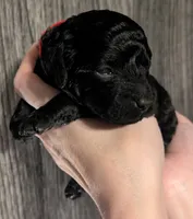 Simba ❤️, a male Poodle - Miniature  for sale in Meta, MO – 1 of 10