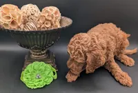 Rex 🦖, a male Poodle - Miniature  for sale in Meta, MO – 6 of 10