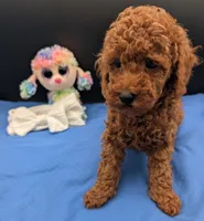 Cal 🤍, a male Poodle - Miniature  for sale in Meta, MO – 10 of 10