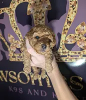 Pebbles 💚, a female Poodle - Toy  for sale in Meta, MO – 8 of 10