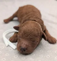 Cal 🤍, a male Poodle - Miniature  for sale in Meta, MO – 6 of 10