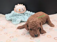 Rex 🦖, a male Poodle - Miniature  for sale in Meta, MO – 4 of 10