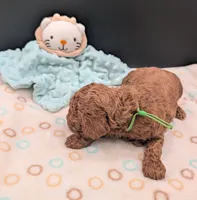 Rex 🦖, a male Poodle - Miniature  for sale in Meta, MO – 3 of 10