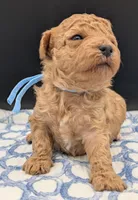 Fr, a male Poodle - Toy  for sale in Meta, MO – Photo 3 of 10