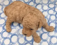 Fr, a male Poodle - Toy  for sale in Meta, MO – Photo 4 of 10
