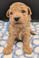 Fr, a male Poodle - Toy  for sale in Meta, MO – Photo 6 of 10