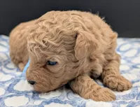 Fr, a male Poodle - Toy  for sale in Meta, MO – Photo 2 of 10