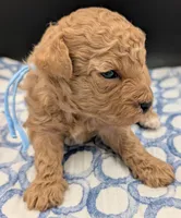 Fr, a male Poodle - Toy  for sale in Meta, MO – Photo 5 of 10