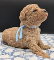 Fr, a male Poodle - Toy  for sale in Meta, MO – Photo 7 of 10