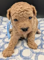 Fr, a male Poodle - Toy  for sale in Meta, MO – Photo 1 of 10