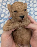 Fr, a male Poodle - Toy  for sale in Meta, MO – Photo 8 of 10