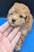 Bamm Bamm 🧡, a male Poodle - Toy  for sale in Meta, MO – 2 of 10