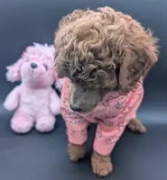 Bo Peep 🩷, a female Poodle - Miniature  for sale in Meta, MO – 4 of 10