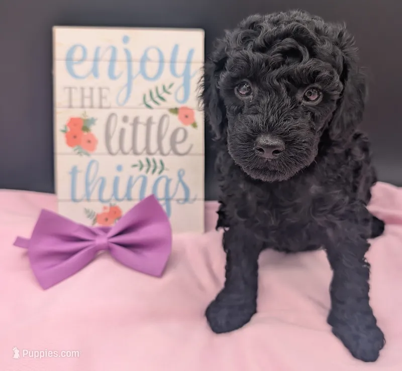 Sarabi 💜, a female Poodle - Miniature  for sale in Meta, MO – 1 of 10