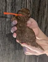 Bamm Bamm 🧡, a male Poodle - Toy  for sale in Meta, MO – 6 of 10