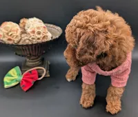 Watermelon 🍉, a female Poodle - Toy  for sale in Meta, MO – 3 of 10