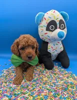 Clarence 💚, a male Poodle - Miniature  for sale in Meta, MO – Photo 8 of 10