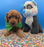 Clarence 💚, a male Poodle - Miniature  for sale in Meta, MO – Photo 1 of 10