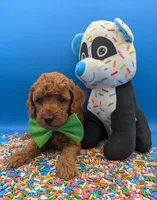 Clarence 💚, a male Poodle - Miniature  for sale in Meta, MO – Photo 5 of 10