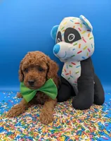 Clarence 💚, a male Poodle - Miniature  for sale in Meta, MO – Photo 10 of 10