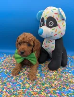 Clarence 💚, a male Poodle - Miniature  for sale in Meta, MO – Photo 6 of 10