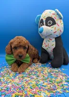 Clarence 💚, a male Poodle - Miniature  for sale in Meta, MO – Photo 9 of 10