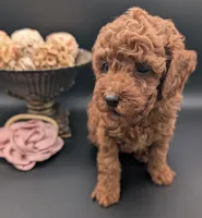 Bo Peep 🩷, a female Poodle - Miniature  for sale in Meta, MO – 3 of 10