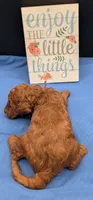 Woody 🤎, a male Poodle - Miniature  for sale in Meta, MO – 5 of 10