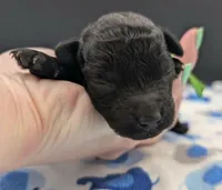 Adam 💚, a male Poodle - Miniature  for sale in Meta, MO – Photo 3 of 10