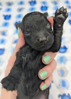 Adam 💚, a male Poodle - Miniature  for sale in Meta, MO – Photo 5 of 10