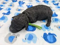 Adam 💚, a male Poodle - Miniature  for sale in Meta, MO – Photo 10 of 10