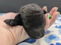 Adam 💚, a male Poodle - Miniature  for sale in Meta, MO – Photo 2 of 10