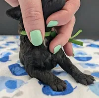 Adam 💚, a male Poodle - Miniature  for sale in Meta, MO – Photo 1 of 10