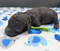 Adam 💚, a male Poodle - Miniature  for sale in Meta, MO – Photo 6 of 10