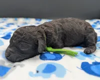 Adam 💚, a male Poodle - Miniature  for sale in Meta, MO – Photo 7 of 10