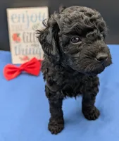 Simba ❤️, a male Poodle - Miniature  for sale in Meta, MO – 3 of 10