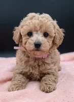 Daphne 💜, a female Poodle - Toy  for sale in Meta, MO – 10 of 10