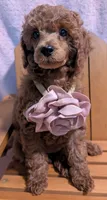 Bo Peep 🩷, a female Poodle - Miniature  for sale in Meta, MO – 9 of 10