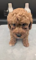 Snoopy 🖤, a male Poodle - Toy  for sale in Meta, MO – 2 of 10