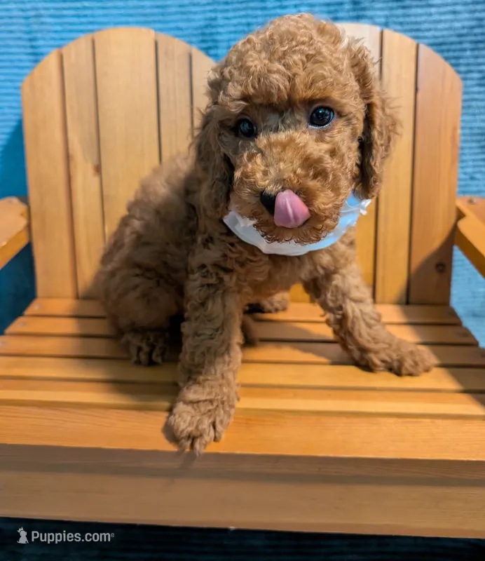 Buzz 🤍 – Poodle - Miniature  puppy for sale in Meta, MO