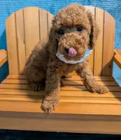 Buzz 🤍, a male Poodle - Miniature  for sale in Meta, MO – 1 of 10