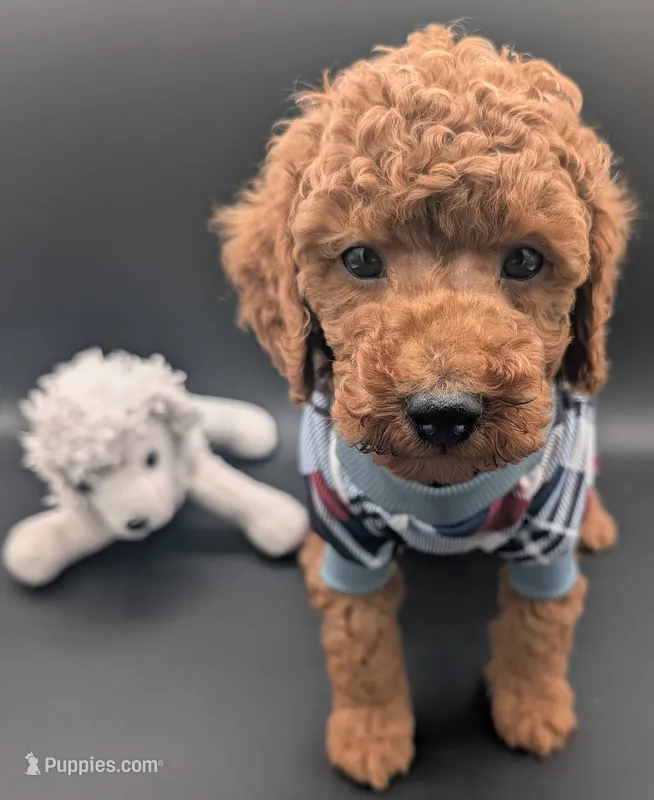 Buzz 🤍 – Poodle - Miniature  puppy for sale in Meta, MO
