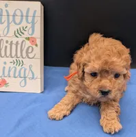 Bamm Bamm 🧡, a male Poodle - Toy  for sale in Meta, MO – 9 of 10