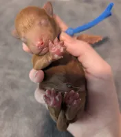 Blueberry 🫐, a male Poodle - Toy  for sale in Meta, MO – 4 of 10