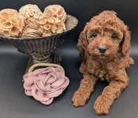 Bo Peep 🩷, a female Poodle - Miniature  for sale in Meta, MO – 1 of 10